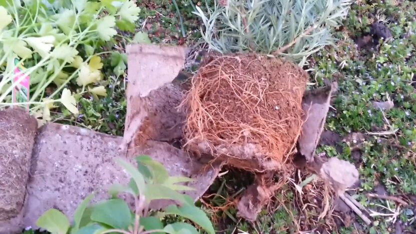 Biodegradable Plant Pots